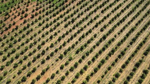 Avocado Plantation with Rows of Green Trees in Agricultural Landscape Vídeo Stock 340265288