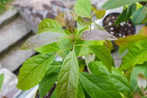 Avocado plants Stock Photos