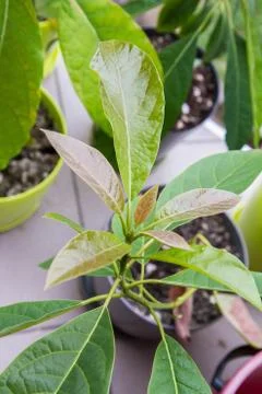 Avocado plants Stock Photos