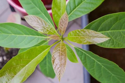 Avocado plants Foto stock