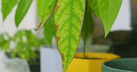 Avocado in a pot Stock Footage 226970000