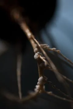Avocado roots macro in blue background Stock Photos