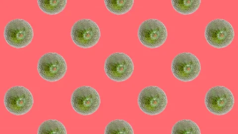 An Avocado in seamless loop pattern on a coral background. Exotic fruits Stock Footage 222319325