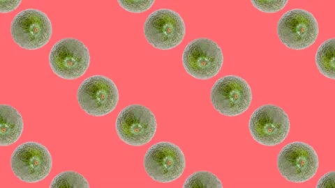 An Avocado in seamless loop pattern on a coral background. Exotic fruits Stock Footage 222325521