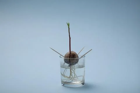 Avocado seed in a blue background Stock Photos