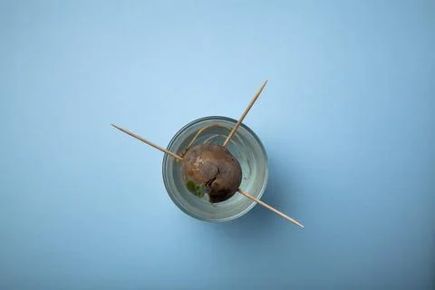 Avocado seed in a blue background Stock Photos