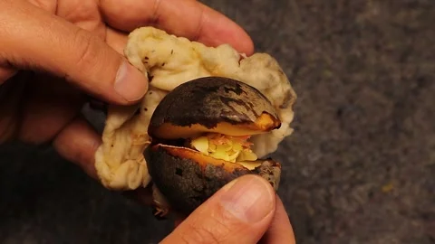 Avocado Seed Germination in Jar with Cotton to Soil Growing Process 库存影片 332467261