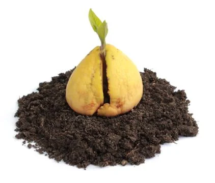 Avocado seed Фото