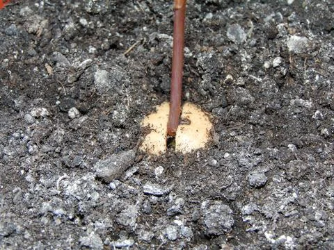 Avocado seed with root and sprout. Growth stage of the avocado plant Фото