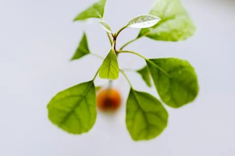 Avocado seed with sprout and root Stock Photos