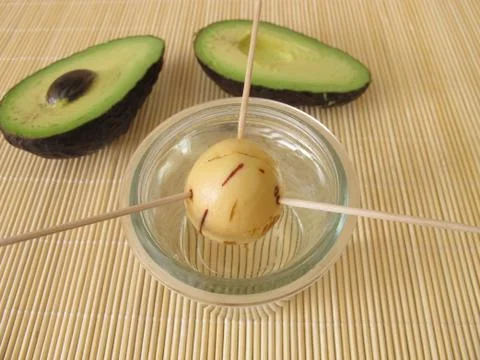 Avocado seed in sprouting process for a tree Stock Photos