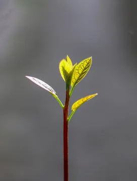 Avocado seedling Stock Photos
