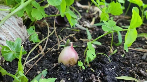 Avocado seedling sprouting Stock Footage 252952853