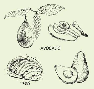 Avocado set isolated on white background. Line art style. Stock Illustration