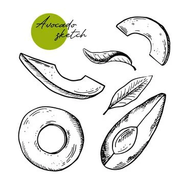 Avocado slice vector. Hand drawn sketch of ripe tropical fruit. Piece of peeled Stock Illustration