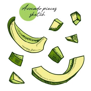 Avocado slice vector. Hand drawn sketch of ripe tropical fruit. Piece of peeled Stock Illustration