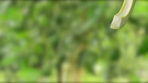 Avocado with Slices falling on tree with avocado Background Stock Footage 130671752