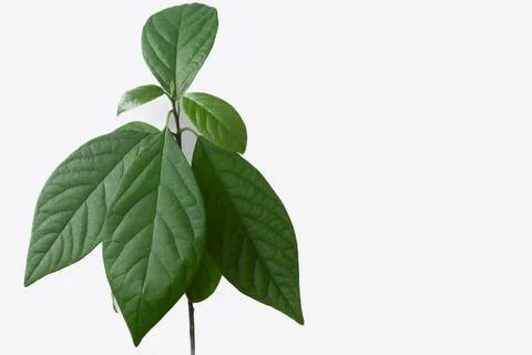 Avocado small tree at home Stock Photos