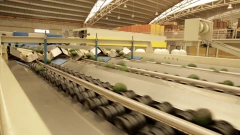 Avocado sorting machines Video stock 150479409