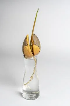 An avocado sprout grows from a stone in a clear glass of water Foto stock