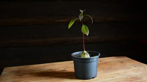 Avocado sprout in a pot Stock Footage 112923399