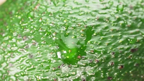 Avocado texture, water drops on avocado, macro shot. Healthy eating concept. Stock Footage 305074095