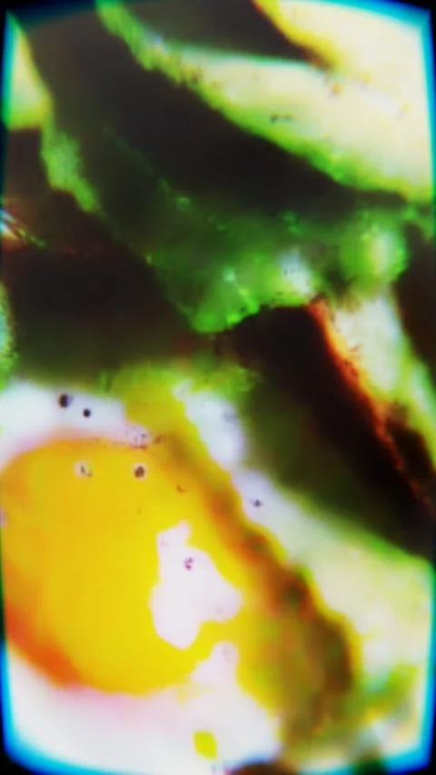 Avocado toast Stock Footage 245436270
