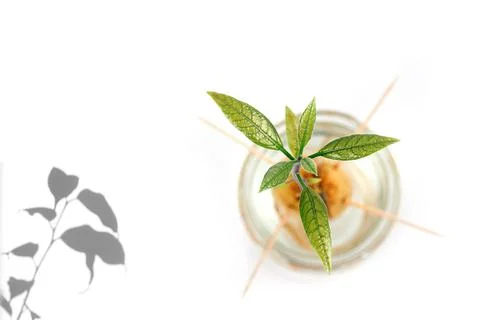 Avocado tree and shadow Stock Photos