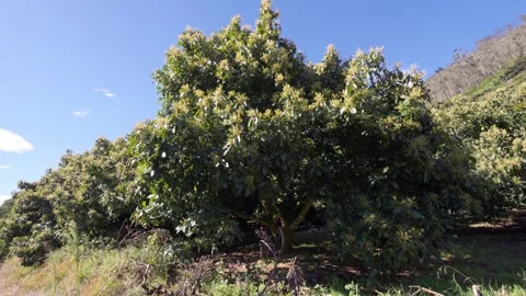 Avocado tree blooming in orchard under blue sky 스톡 동영상 311204128