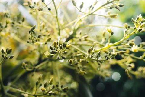 Avocado tree blooming Fotos de archivo