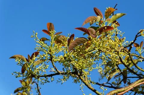 Avocado tree branch with clusters of small green buds and elongated leaves .. Stock Photos