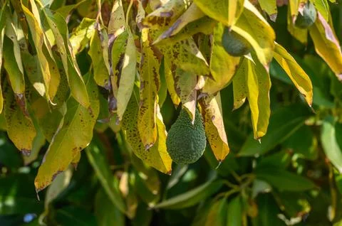 Avocado on tree branches in Cyprus 10 Stock Photos