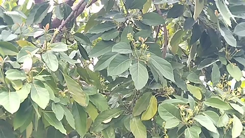 Avocado tree bud Stock Footage 308060195