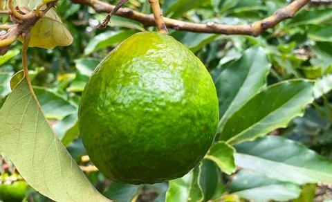 Avocado tree close-up, natural background. Healthy food concept Stock Photos