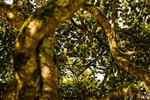 Avocado Tree Crown Stock Photos