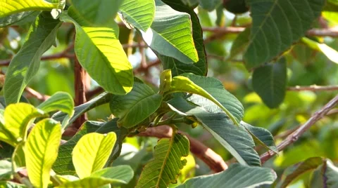 Avocado tree Stock Footage 49479867