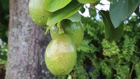 Avocado Tree Stock Footage 71344272