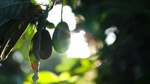 The avocado tree Stock Footage 172262763