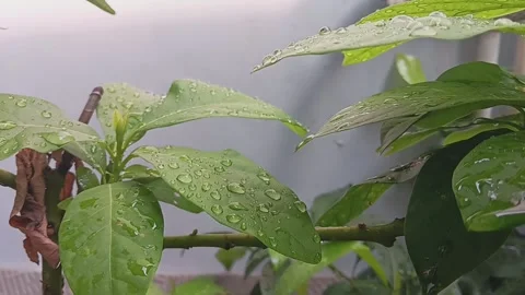 Avocado tree Stock Footage 239984009