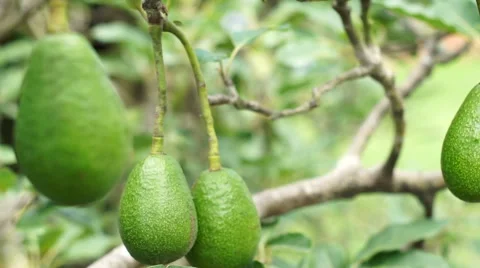 Avocado Tree Fruit Closeup Handheld Stock Footage 62012799