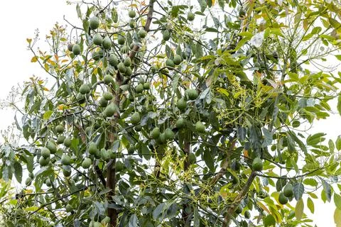 Avocado tree full of fruit ready for harvesting Stock Photos
