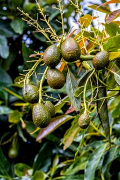 Avocado tree in the garden. Stock Photos