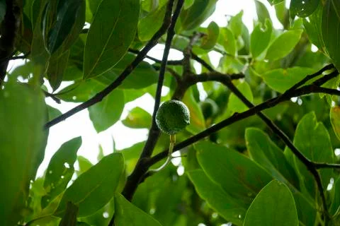 Avocado tree in Guatemala, Central America, green economy, export crop, harvest. Stock Photos
