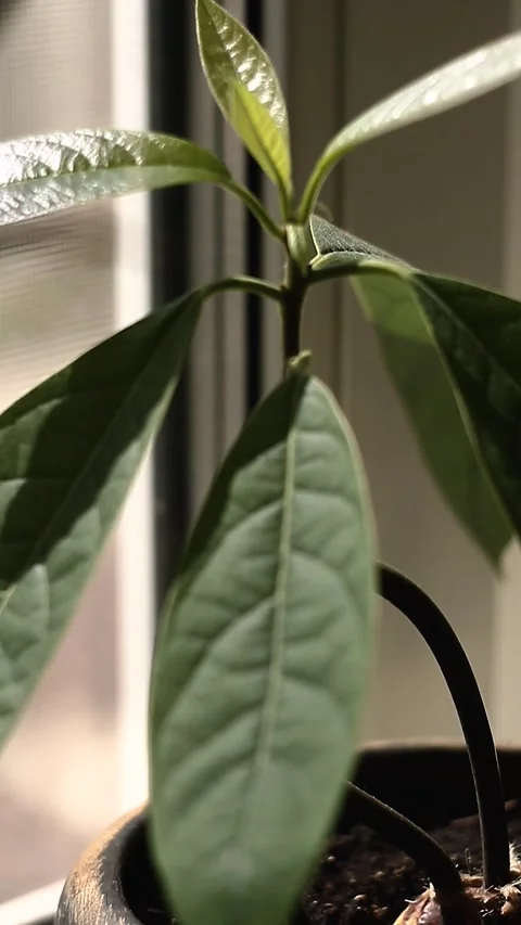 Avocado tree at home Stock Footage 239437511