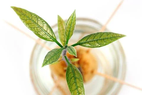 Avocado tree at home Stock Photos