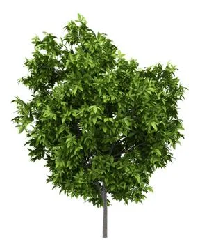 Avocado tree isolated on white background. 3d illustration Illustrazione stock