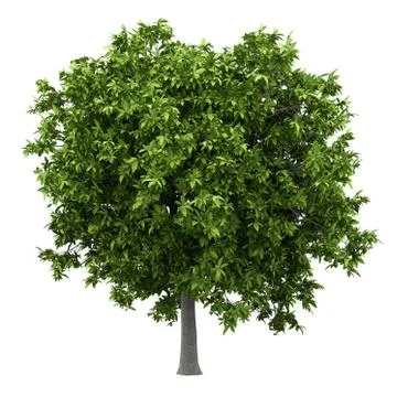Avocado tree isolated on white background. 3d illustration Stock Illustration