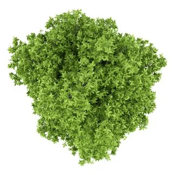 Avocado tree isolated on white background. top view. 3d illustration Stock Illustration