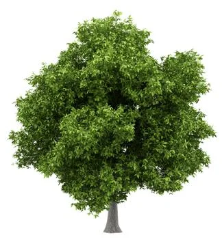 Avocado tree isolated on white background. 3d illustration Stock Illustration