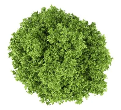 Avocado tree isolated on white background. top view. 3d illustration Stock Illustration